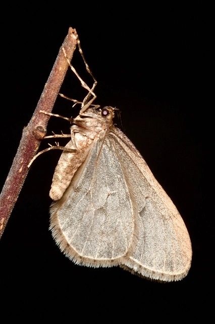 Operophtera brumata - kis téliaraszoló