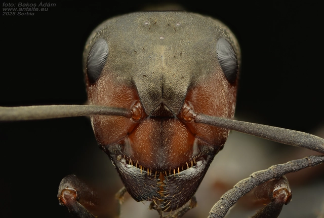 Formica rufa - erdei vöröshangya