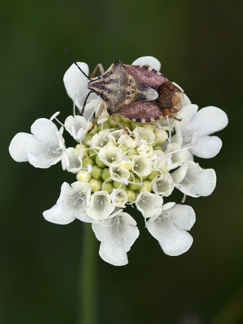 Carpocoris Carpocoris