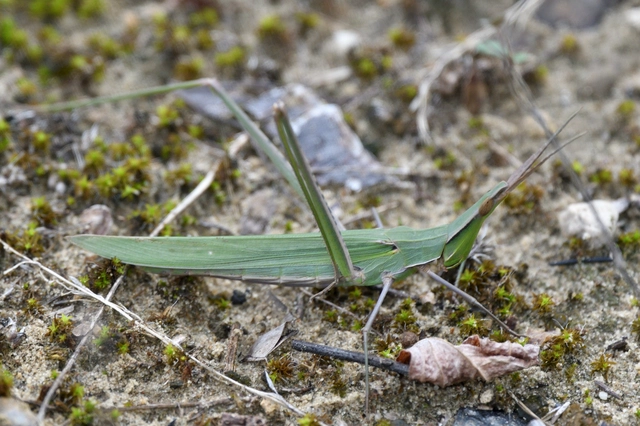 Acrida ungarica - sisakos sáska Acrida ungarica - sisakos sáska
