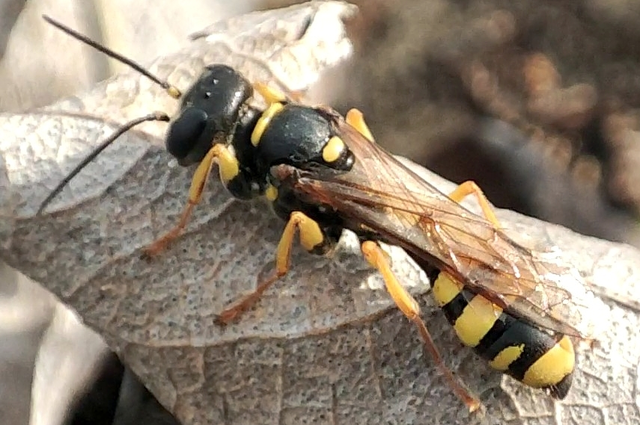 Mellinus arvensis