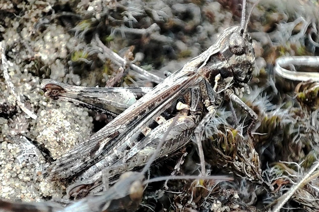 Omocestus minutus - apró tarlósáska