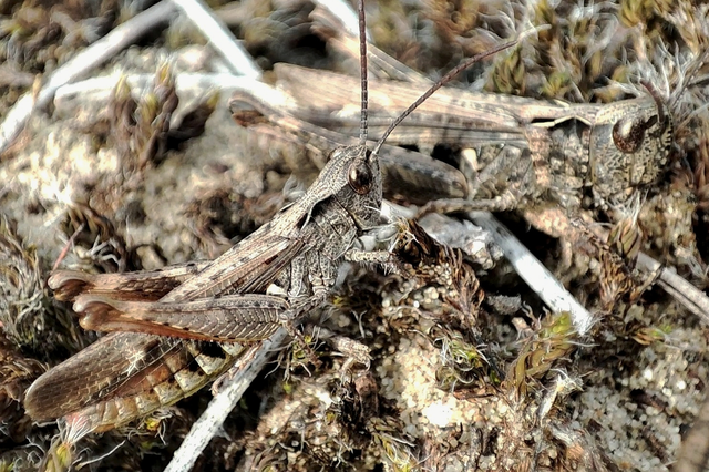 Chorthippus biguttulus - zengő tarlósáska