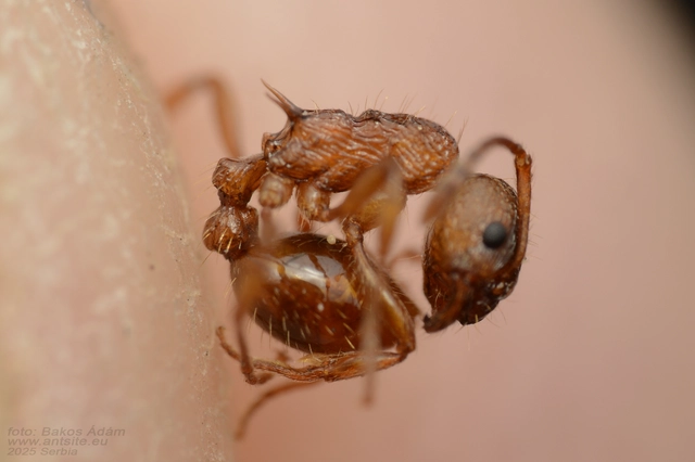 Myrmica ruginodis - erdei bütyköshangya