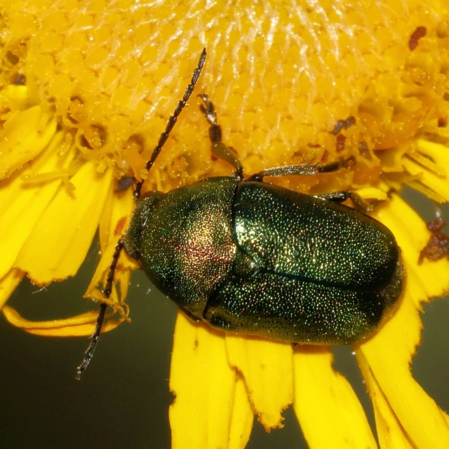 Cryptocephalus