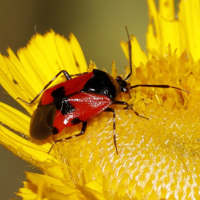 Deraeocoris rutilus - cinóber mezeipoloska