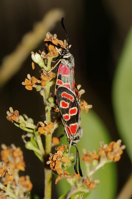 Zygaena carniolica - fehérgyűrűs csüngőlepke
