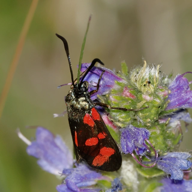 Zygaena filipendulae - acélszínű csüngőlepke