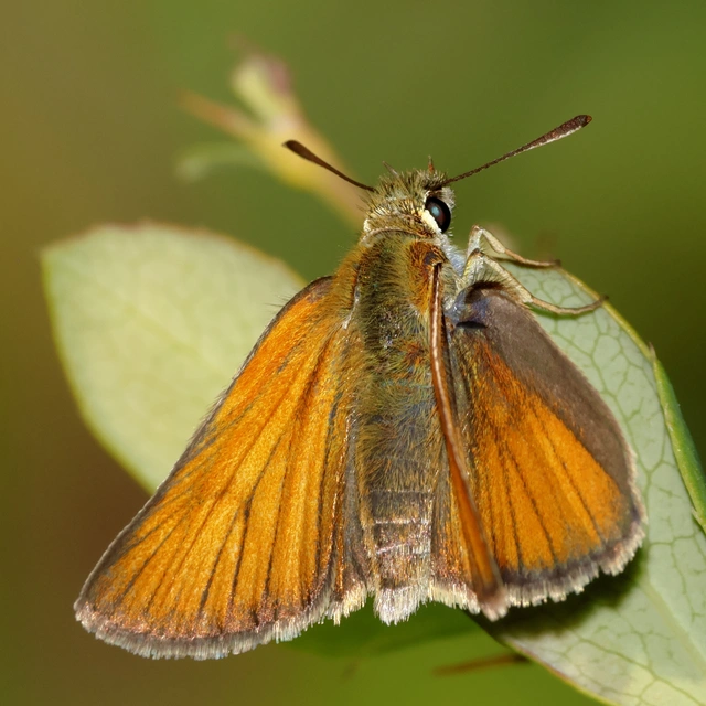 Thymelicus lineola - vonalas busalepke