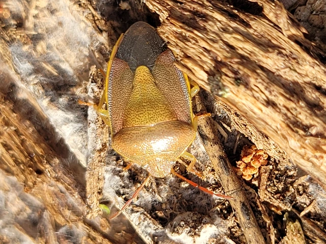Piezodorus lituratus - bíboros címerespoloska Piezodorus lituratus - bíboros címerespoloska