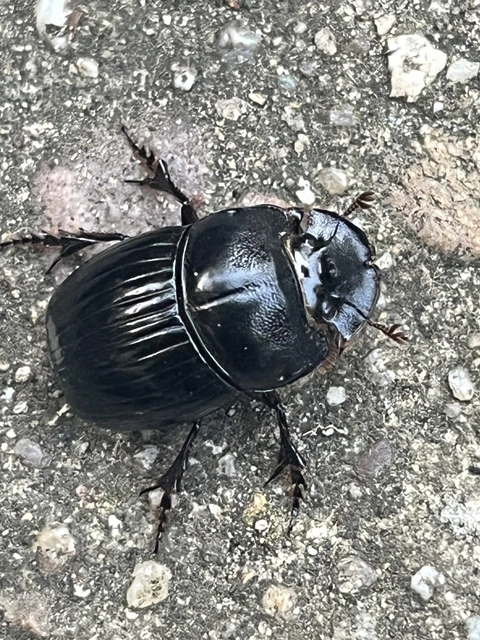 Copris lunaris - közönséges holdszarvú-ganéjtúró