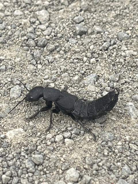 Ocypus