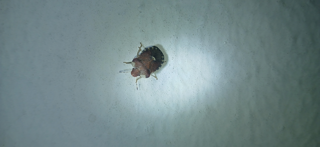 Dyroderes umbraculatus Dyroderes umbraculatus