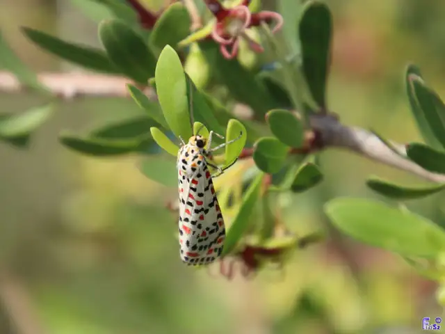 Utetheisa pulchella - vérpettyes medvelepke