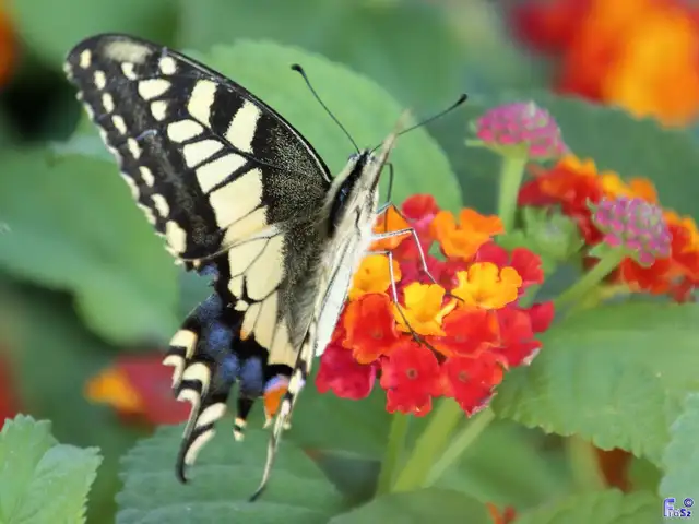 Papilio machaon - fecskefarkú lepke