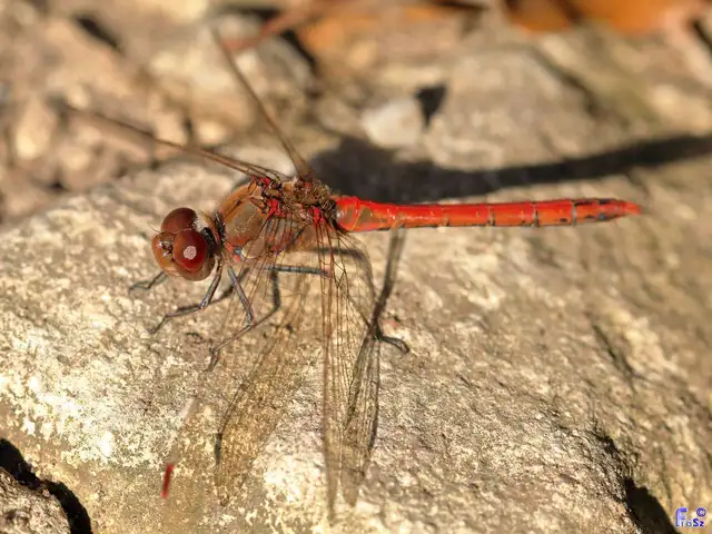 Sympetrum striolatum - harántsávos katona-szitakötő