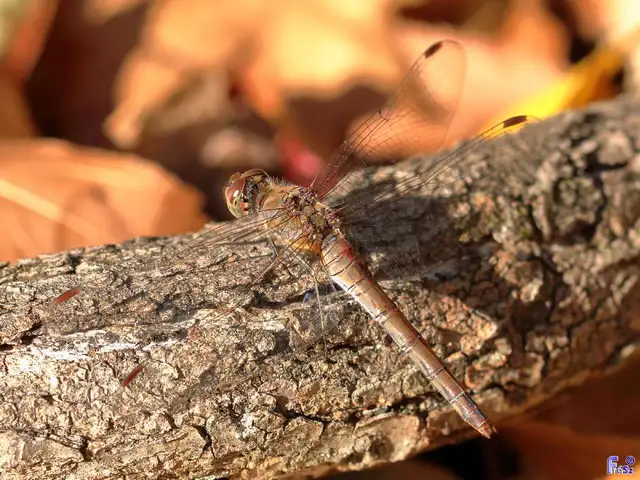 Sympetrum striolatum - harántsávos katona-szitakötő