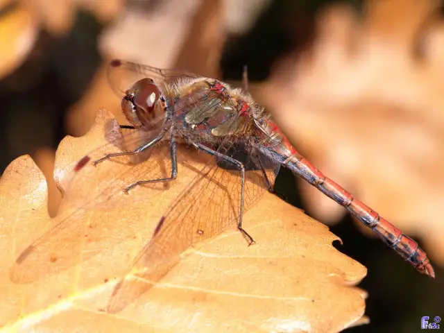 Sympetrum striolatum - harántsávos katona-szitakötő