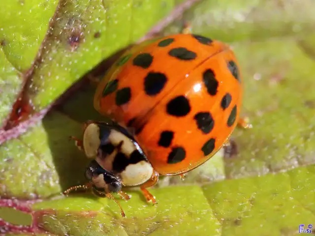 Harmonia axyridis - harlekinkatica