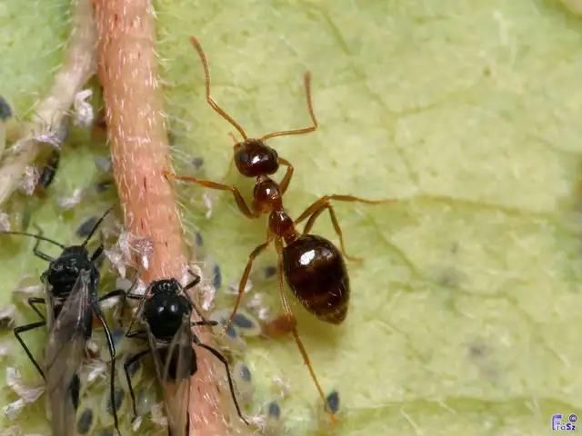 Prenolepis nitens - ragyogóhangya