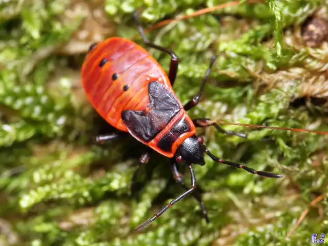 Pyrrhocoris apterus - verőköltő poloska
