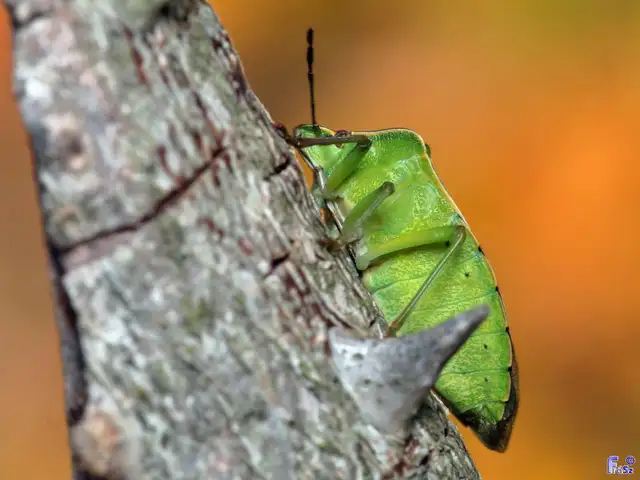 Nezara viridula - zöld vándorpoloska