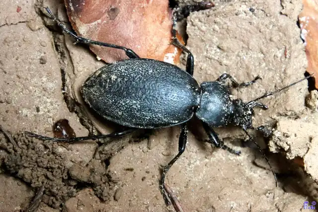 Carabus coriaceus - bőrfutrinka
