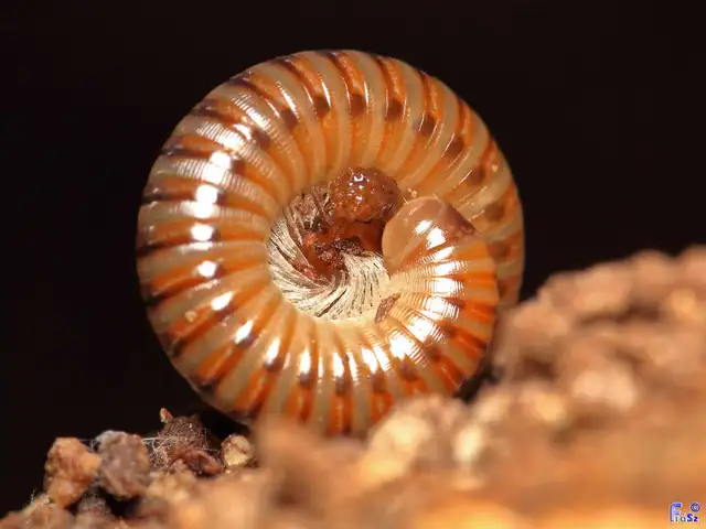 Diplopoda - Ikerszelvényesek