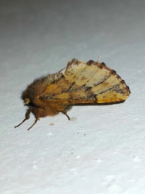 Ptilophora plumigera - tollas púposszövő