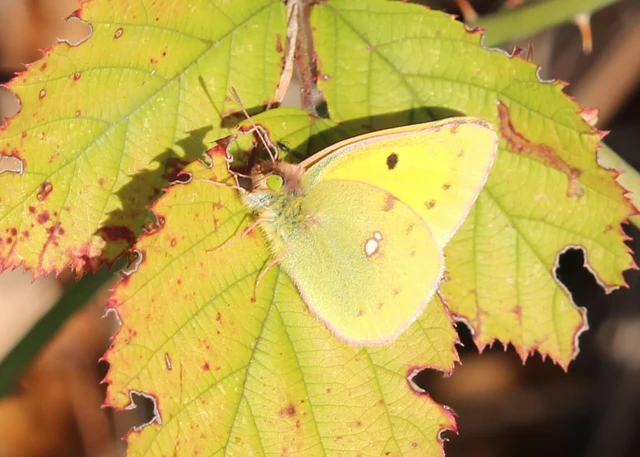 Colias croceus - sáfránylepke
