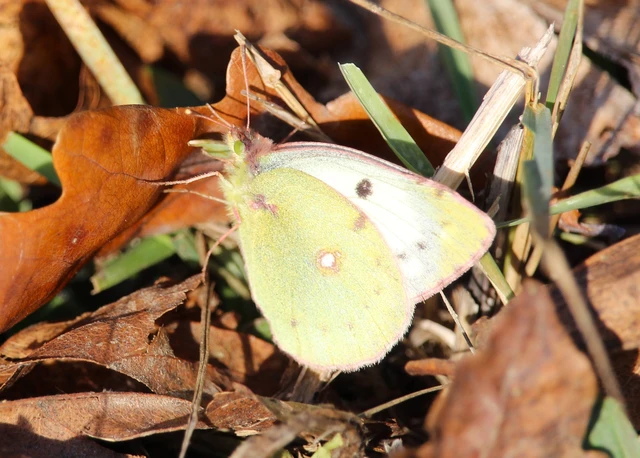 Colias alfacariensis - déli kéneslepke