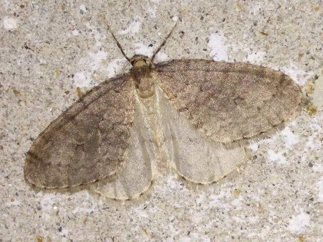 Operophtera brumata - kis téliaraszoló
