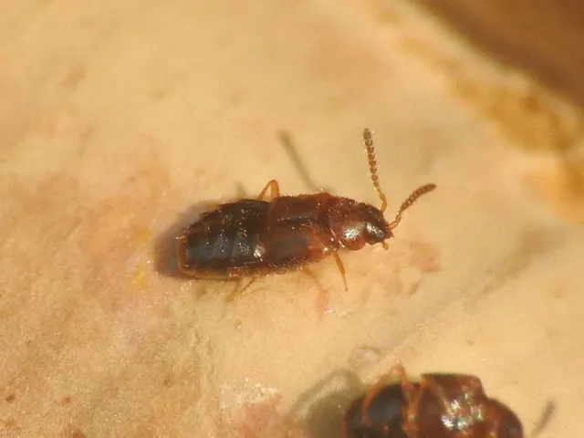 Agaricochara latissima - hosszúcsápú taplóholyva