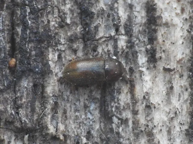 Ciidae - taplószúfélék Ciidae - taplószúfélék