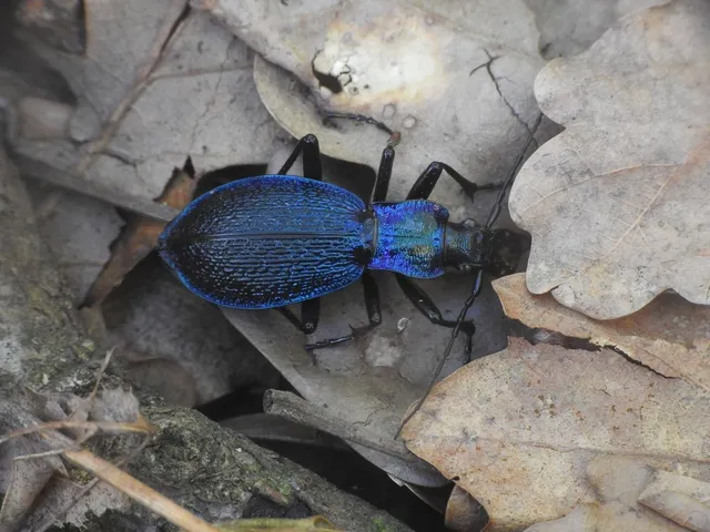 Carabus intricatus - kék laposfutrinka Carabus intricatus - kék laposfutrinka
