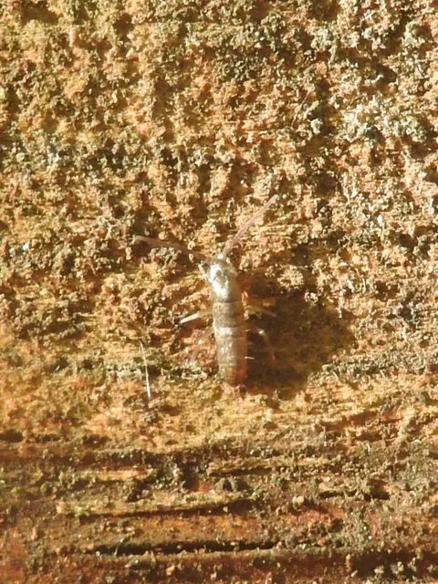 Collembola - Ugróvillások