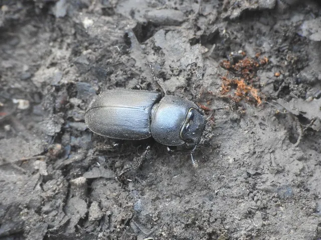 Dorcus parallelipipedus - kis szarvasbogár