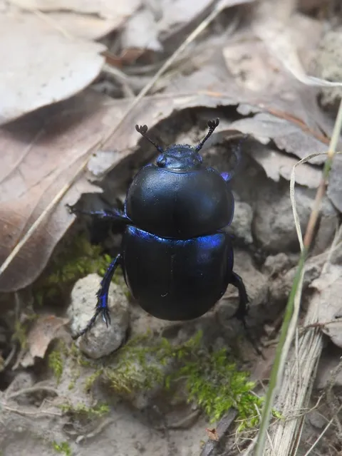 Trypocopris vernalis - tavaszi álganéjtúró