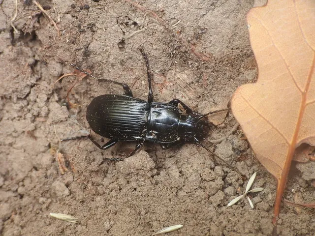 Abax parallelepipedus - félbordás szélesfutó