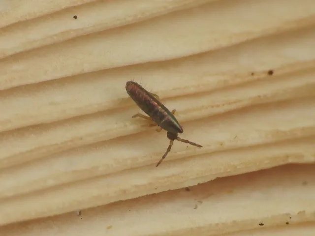 Collembola - Ugróvillások