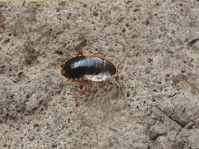 Blattodea - Csótányok Blattodea - Csótányok