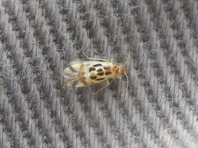 Psocoptera - Fürgetetvek