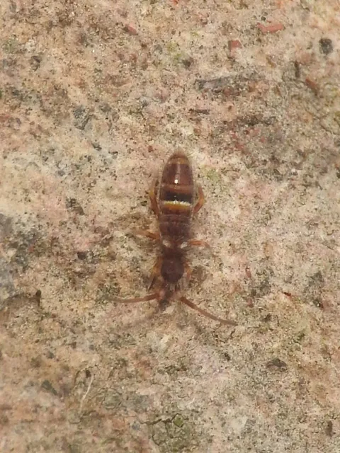 Collembola - Ugróvillások
