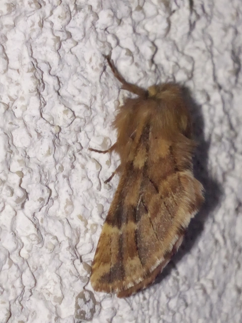 Ptilophora plumigera - tollas púposszövő