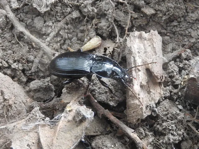 Pterostichus hungaricus - magyar gyászfutó