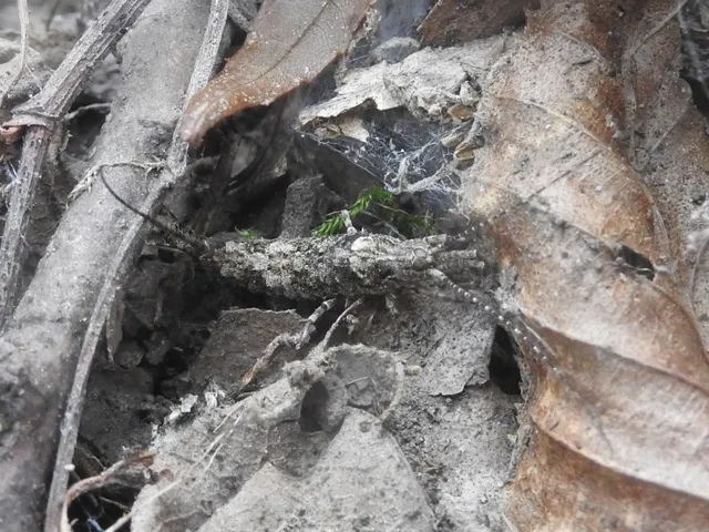 Archaeognatha - Ugróősrovarok