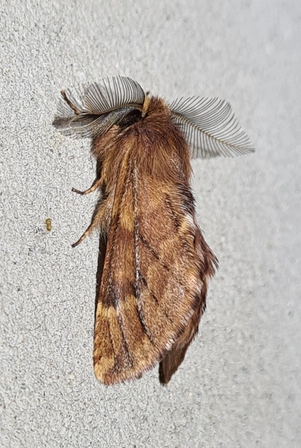 Ptilophora plumigera - tollas púposszövő