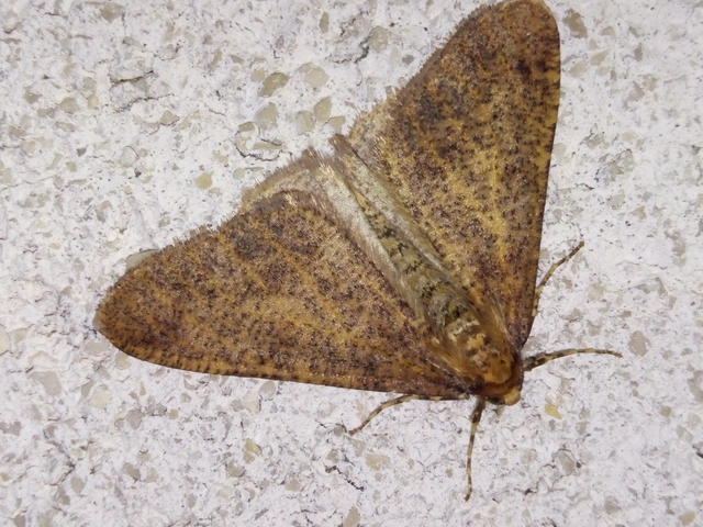 Erannis defoliaria - nagy téliaraszoló