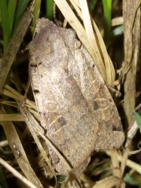 Anchoscelis litura - tarka őszibagoly
