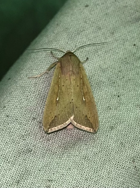 Mythimna unipuncta - hordabagoly